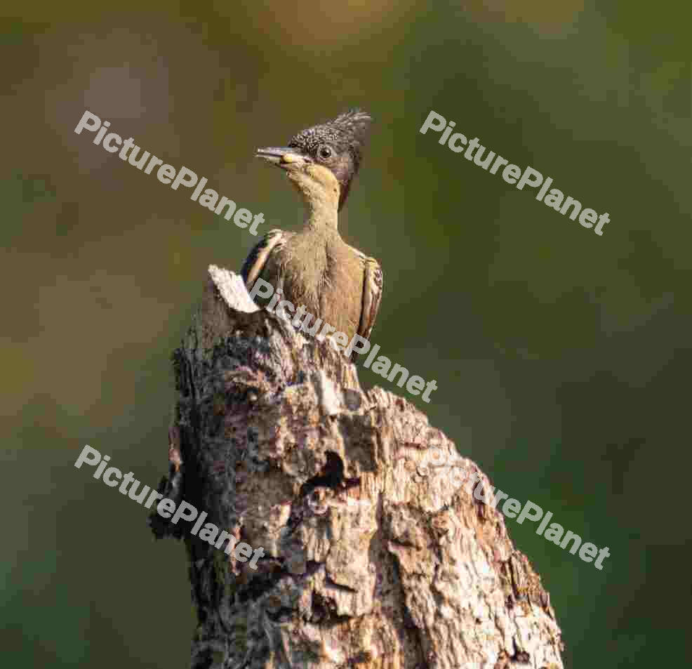 Heart spotted woodpecker